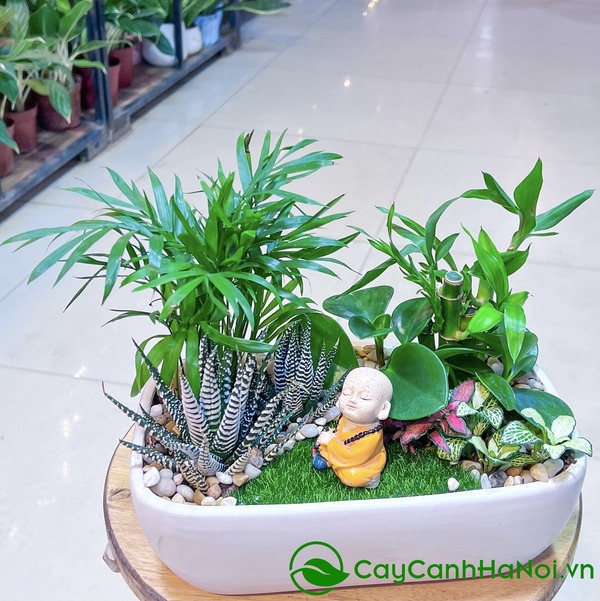 Mẫu cây sen đá tiểu cảnh đầy sinh động, đẹp mắt
