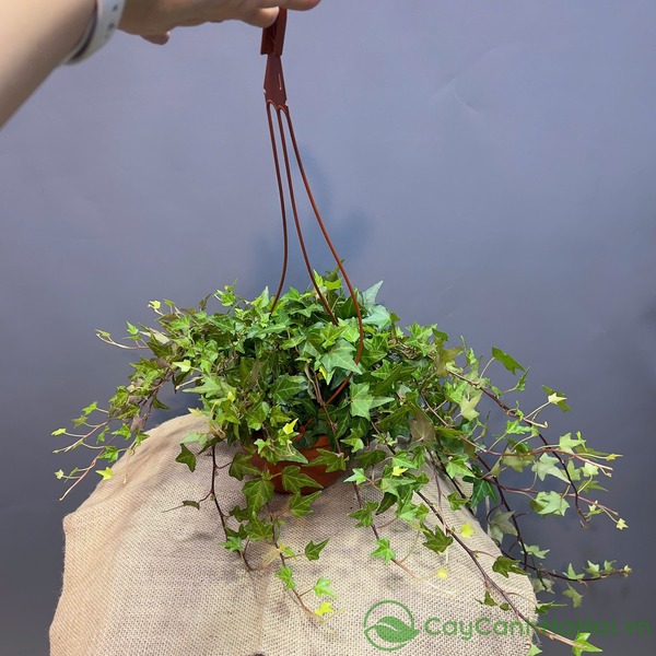Mẫu cây thường xuân để bàn nhẹ nhàng, mềm mại