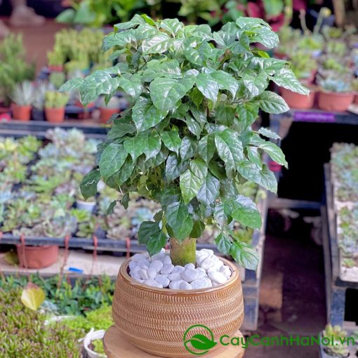 Hãy tìm hiểu trước không gian đặt cây để chọn loại cây phù hợp