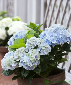 Chăm sóc đúng cách giúp hoa cảnh duy trì được vẻ đẹp lâu hơn