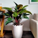 Cây Trầu Bà Đế Vương thể hiện quyền lực