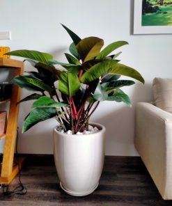 Cây Trầu Bà Đế Vương thể hiện quyền lực
