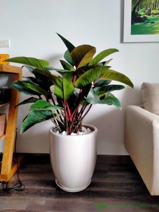 Cây Trầu Bà Đế Vương thể hiện quyền lực