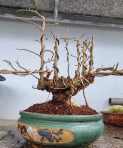 Trồng cây duối bonsai tạo thế đẹp
