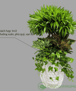 Trúc bách hợp tượng trưng cho sự trường tồn, bền vững