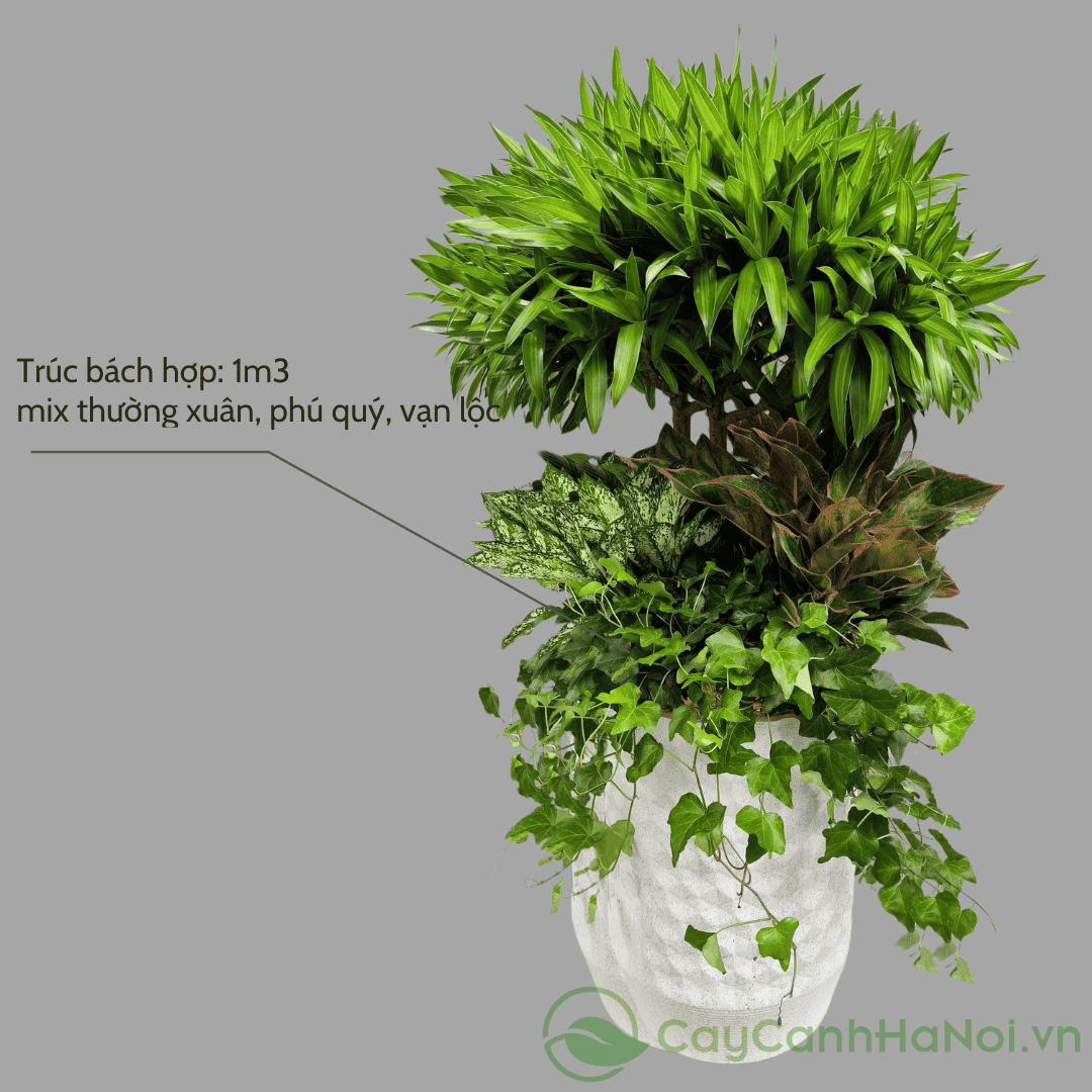 Trúc bách hợp tượng trưng cho sự trường tồn, bền vững