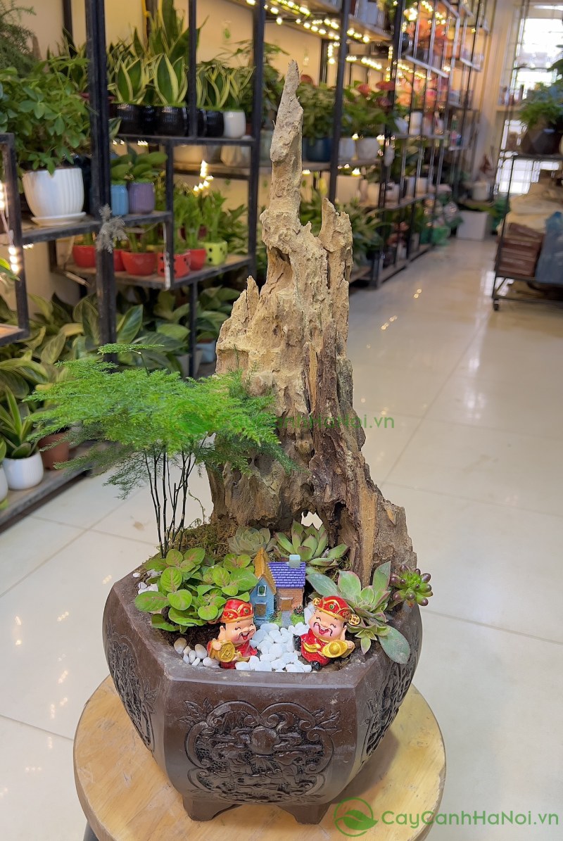 Dáng tùng xương cá bonsai tinh tế, đòi hỏi kỹ thuật chăm sóc cao