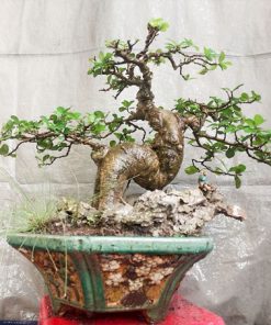 Mua cây duối cổ thụ đẹp