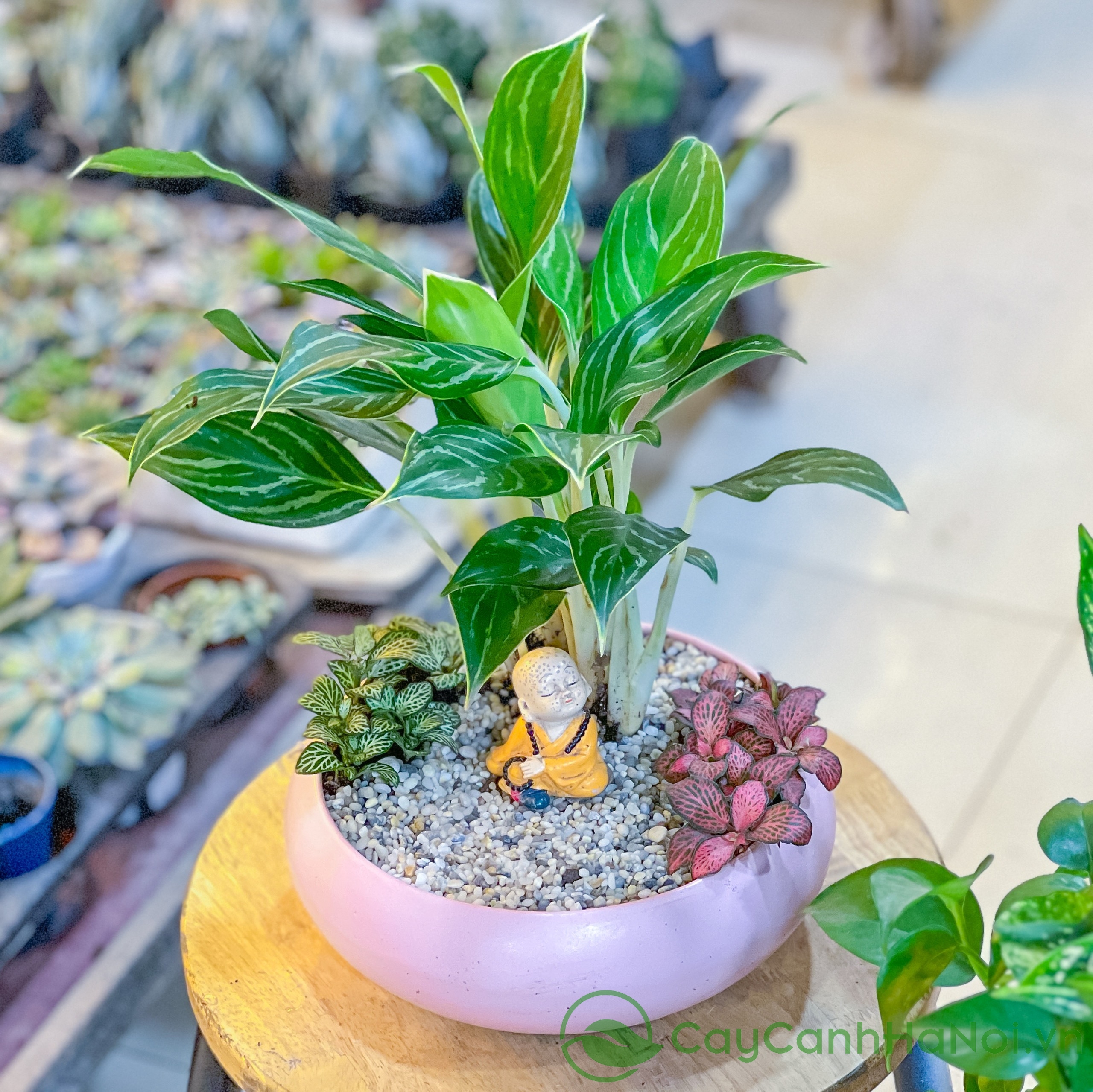 Bạch mã hoàng tử là cây phong thủy giúp ổn định năng lượng trong phòng