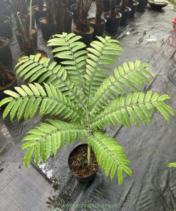 Bán cây giống dương xỉ vua