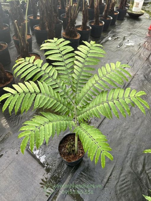 Bán cây giống dương xỉ vua