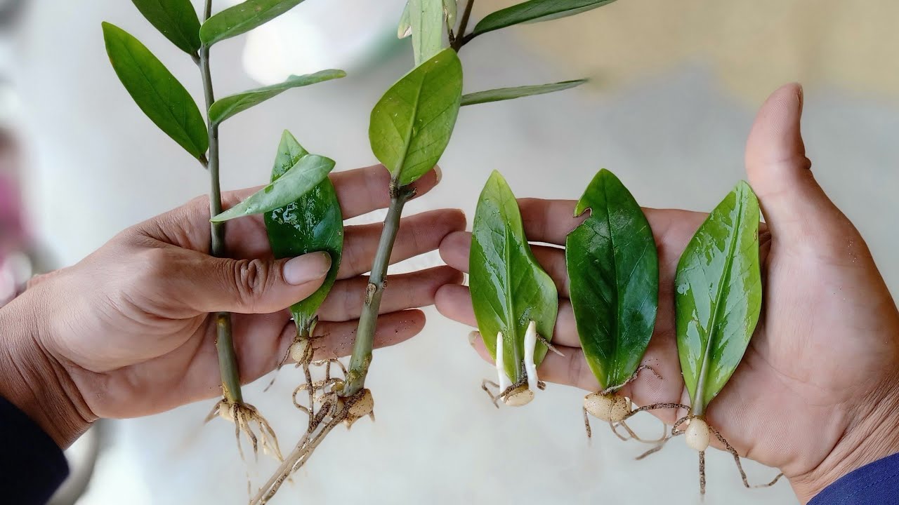 Kích thích rễ cho cây kim là bước phục hồi tích cực nhằm khôi phục lại hệ rễ mới nhanh chóng hơn