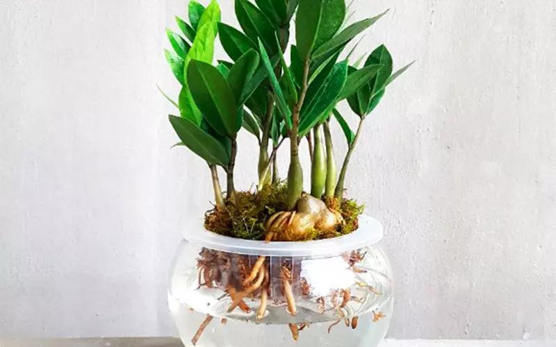 Thuỷ canh trị bệnh thối rễ cây kim tiền là giải pháp bền vững và lâu dài