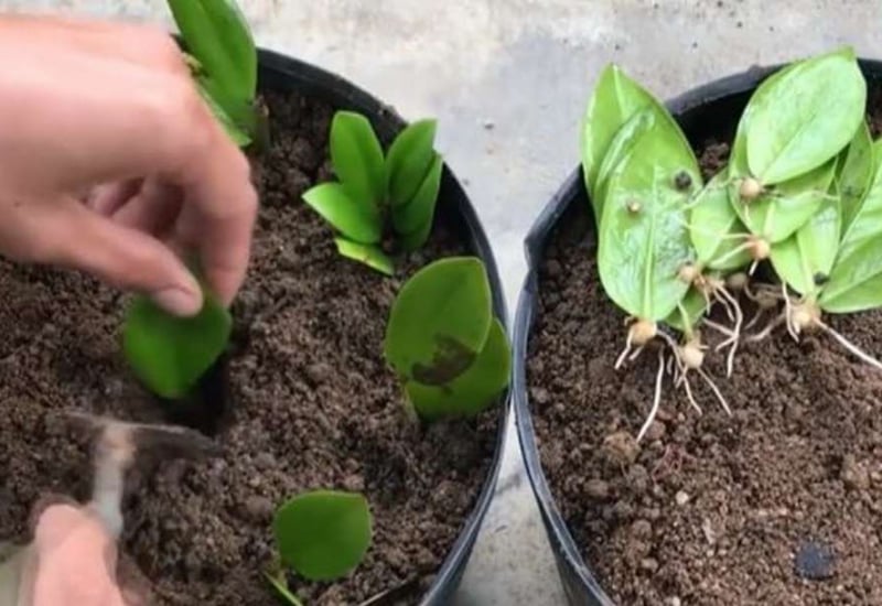 Nuôi cấy mô là giải pháp tiên tiến và hiệu quả để tái sinh những cây kim tiền quý hiếm bị thối rễ nặng