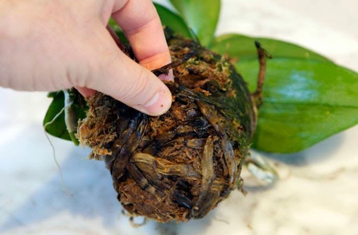 Loại thuốc an toàn nhất cho cây kim tiền trong nhà được khuyên dùng hiện nay là Trichoderma spp, EM gốc, Bacillus subtilis