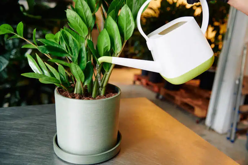 Tưới nước quá nhiều là sai lầm nghiêm trọng trong điều trị bệnh thối rễ ở cây kim tiền