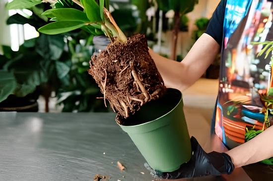 Dùng chậu hoặc đất không phù hợp cũng khiến cho việc điều trị thối rễ không đạt được hiệu quả mong muốn