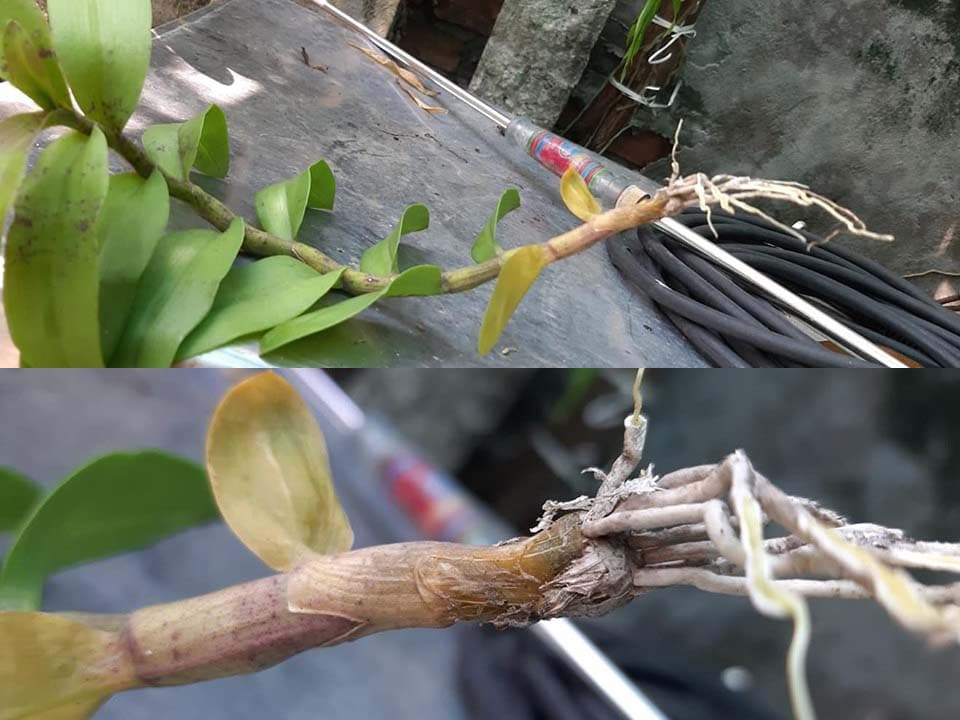 Khử trùng rễ, chậu trồng bước bảo vệ cuối cùng giúp tiêu diệt mầm bệnh còn sót lại