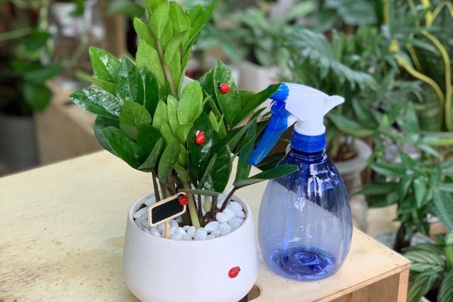 Dùng thuốc kháng nấm là giải pháp sinh học đột phá, áp dụng trong trường hợp cây kim tiền bị nấm tấn công