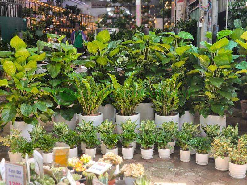Cây Cảnh Hà Nội là địa chỉ uy tín được nhiều người yêu cây xanh lựa chọn