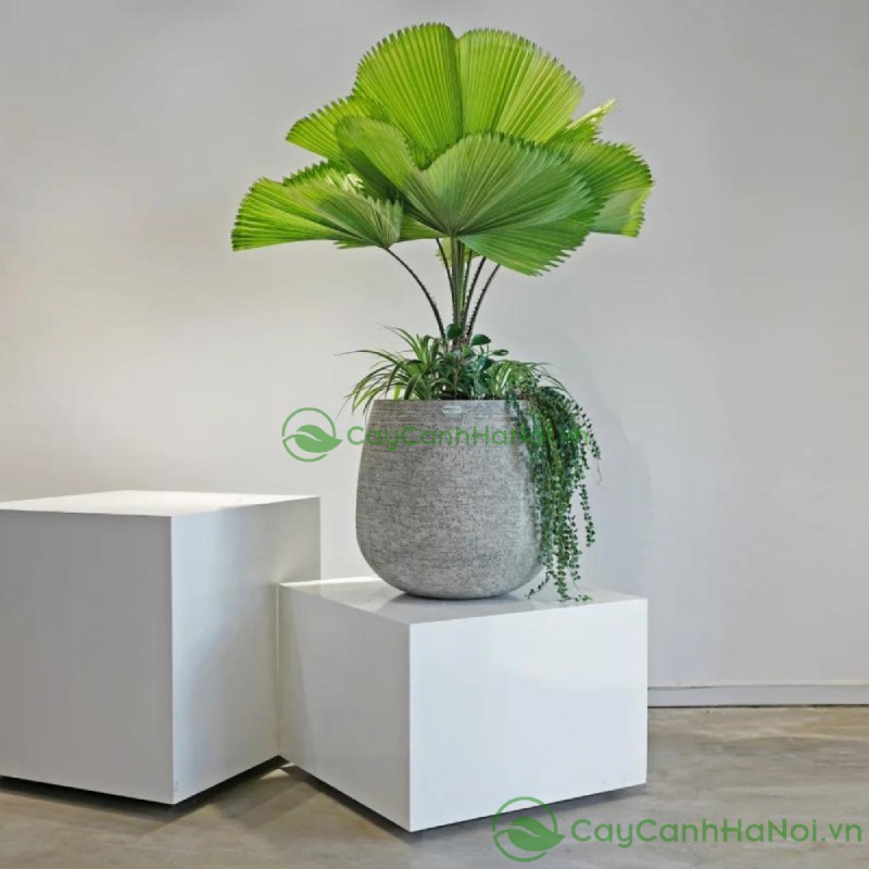 Cọ Nhật thích nghi tốt với nắng trực tiếp