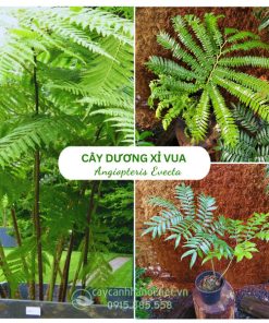 Cây dương xỉ vua