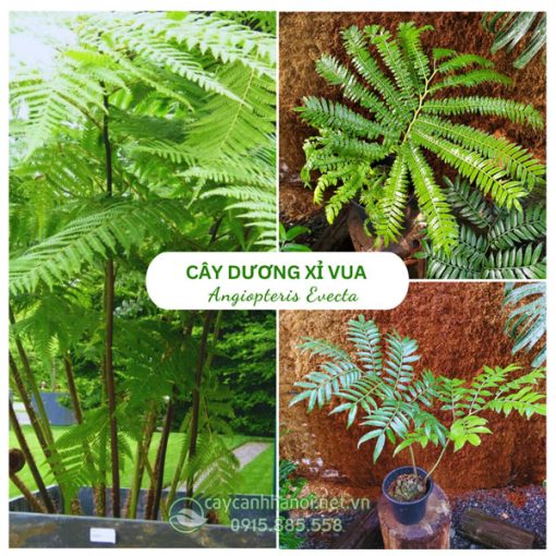 Cây dương xỉ vua