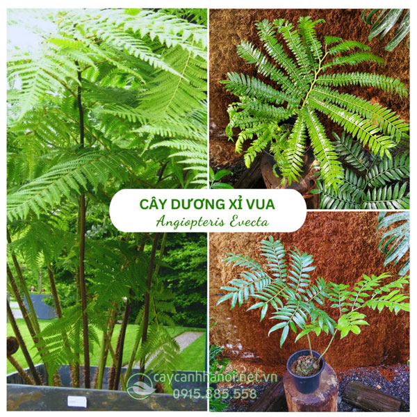Cây dương xỉ vua