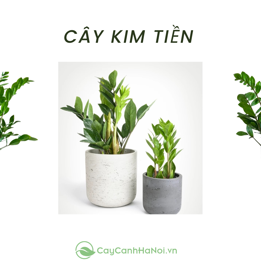 Cây kim tiền thể hiện ý nghĩa tài lộc, phú quý và sung túc