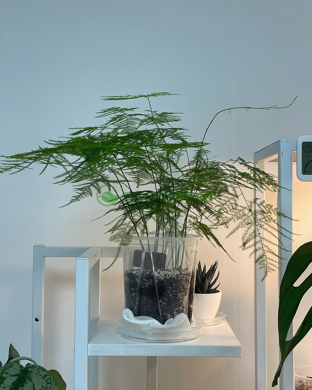 Thủy tùng thường được trồng làm cảnh, tạo điểm nhấn phong thủy đặc biệt