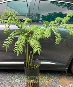 Công dụng cây dương xỉ vua