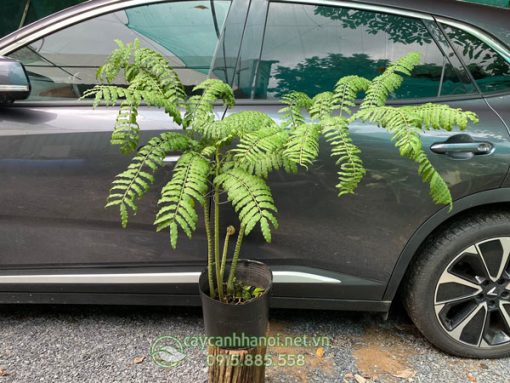 Công dụng cây dương xỉ vua