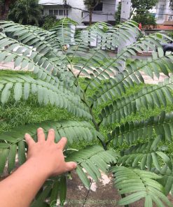Đặc điểm lá cây dương xỉ vua