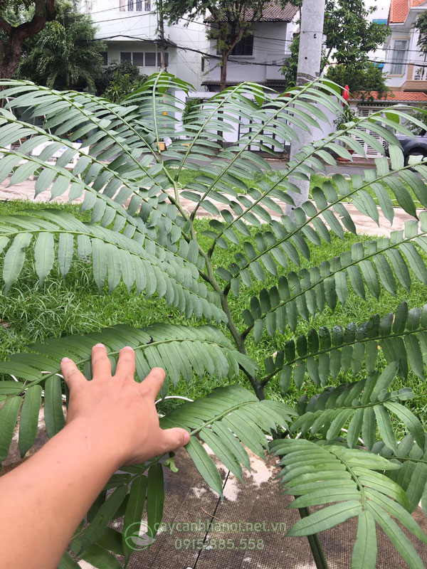 Đặc điểm lá cây dương xỉ vua