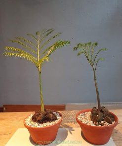 Dương xỉ vua mang đến phong thủy tốt