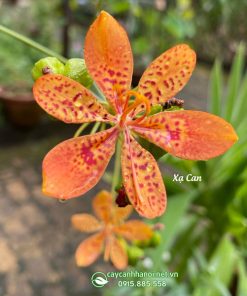Hoa xạ can