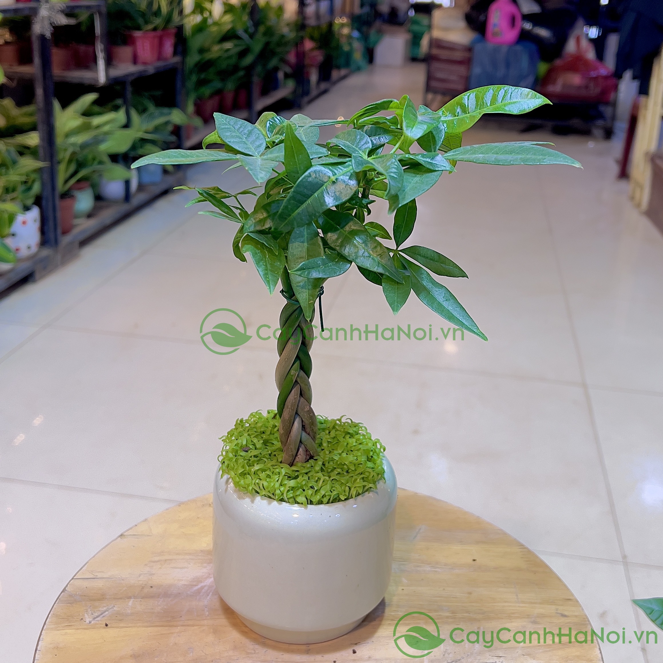 Kim ngân là cây phong thủy mang ý nghĩa sung túc và ổn định tài chính
