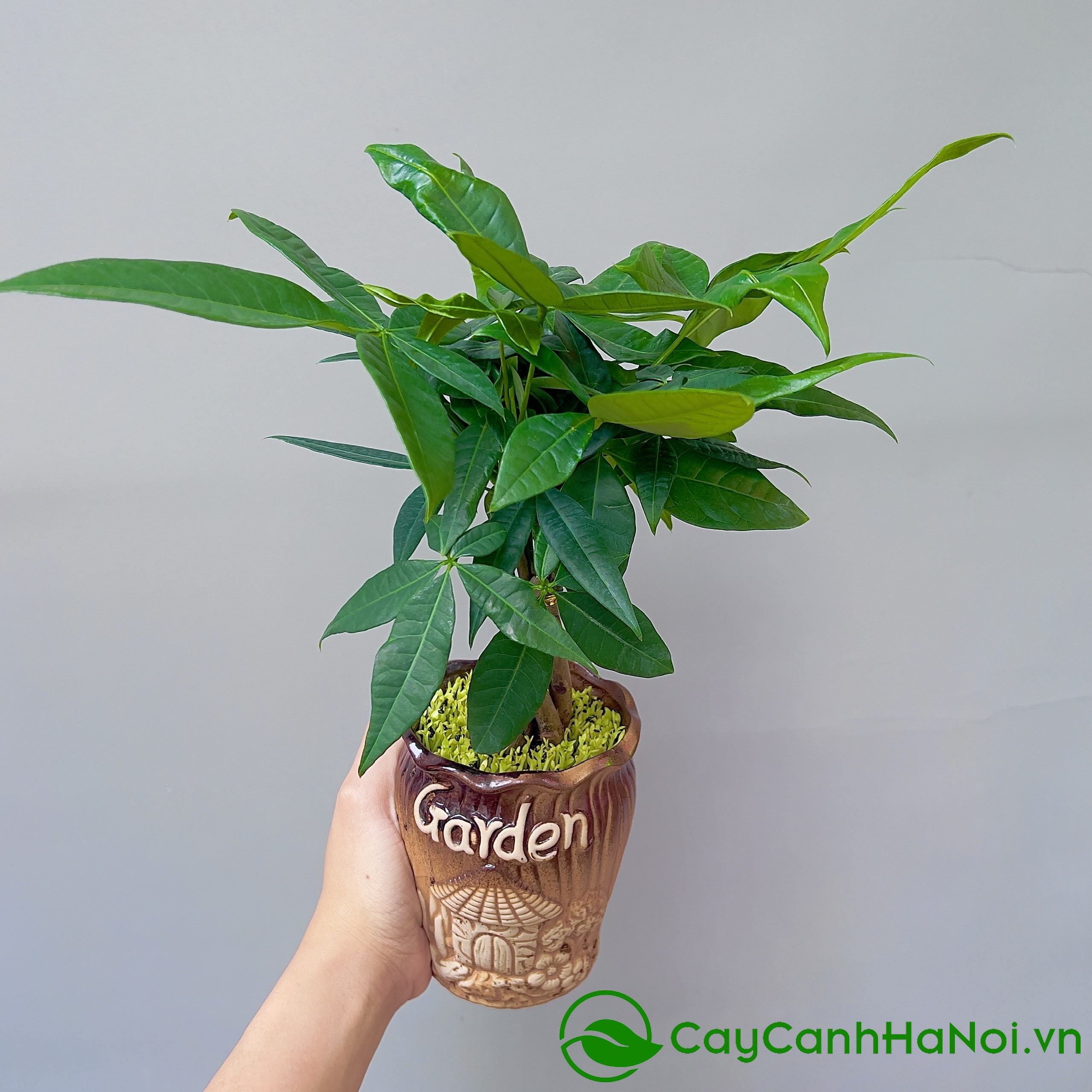 Mệnh Mộc nên chọn cây để bàn có màu xanh lục đậm