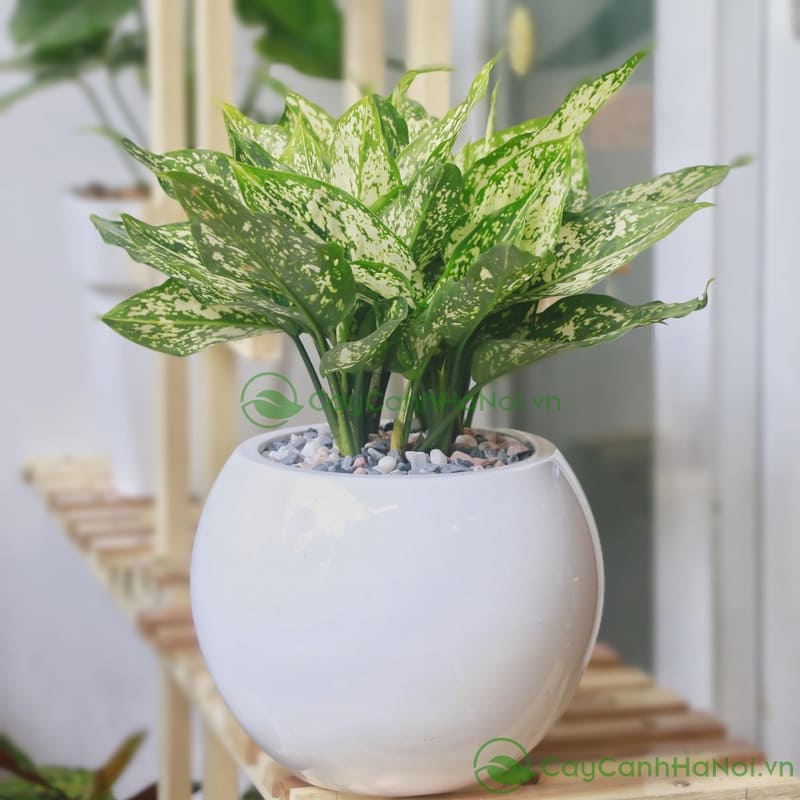 Cây Ngọc Ngân mang sắc lá đẹp và thu hút tài lộc