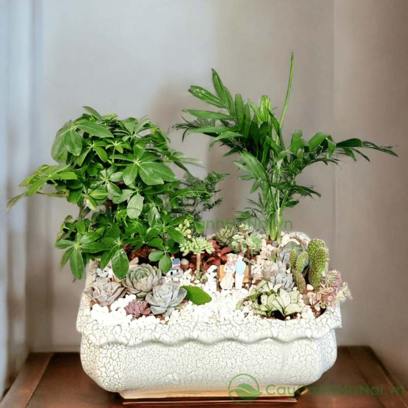 Trồng cây Ngũ Gia Bì giúp ổn định tài chính và công danh