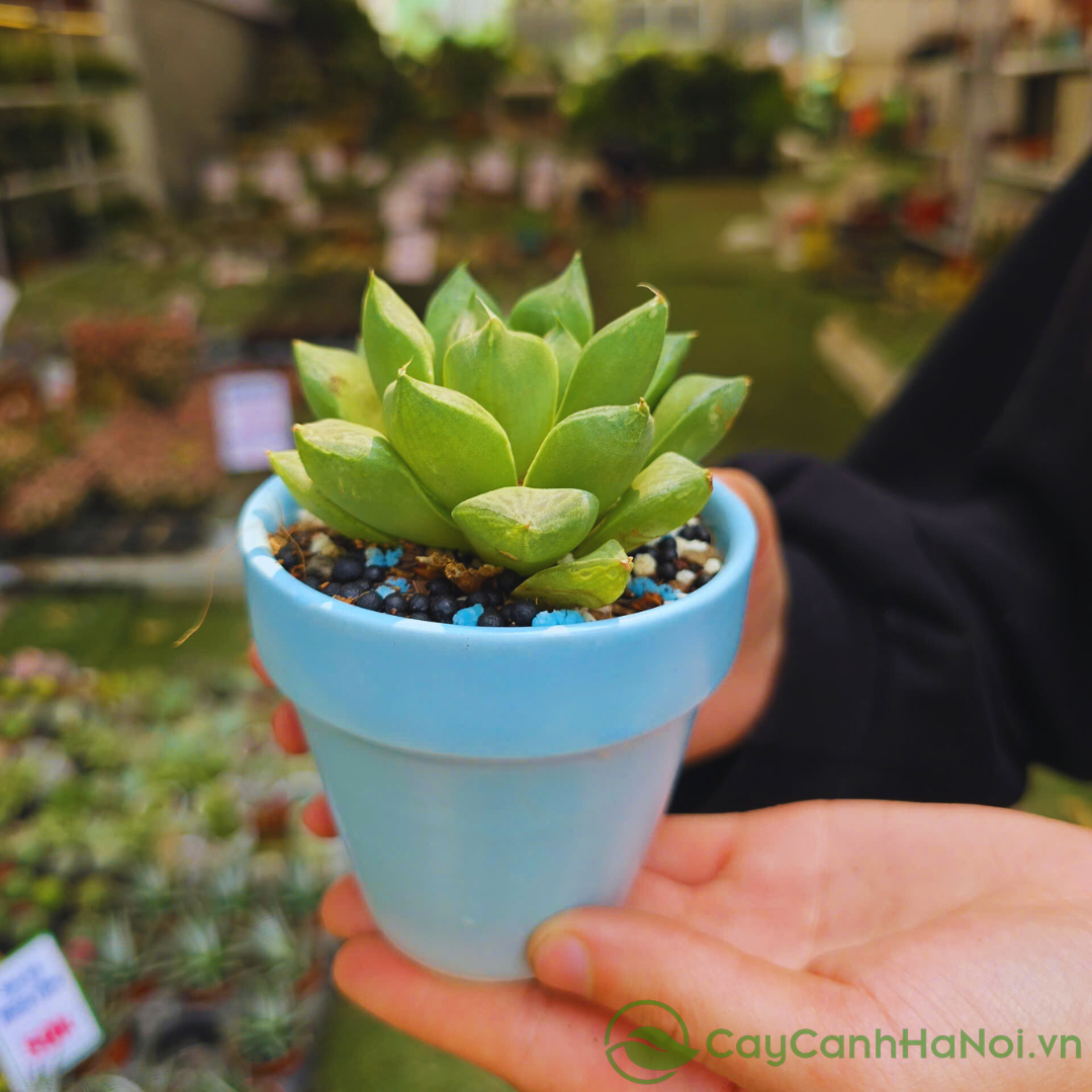 Người mệnh kim nên chọn chậu màu trắng, vàng hoặc nâu để trồng cây