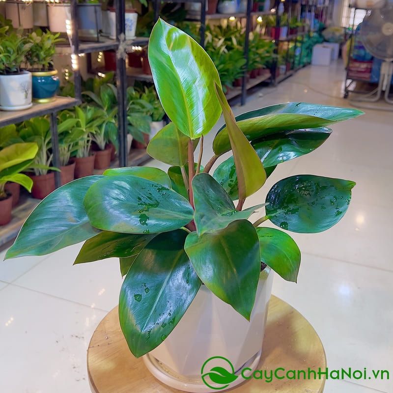 Cây Đế Vương Xanh thể hiện quyền lực và khí chất lãnh đạo