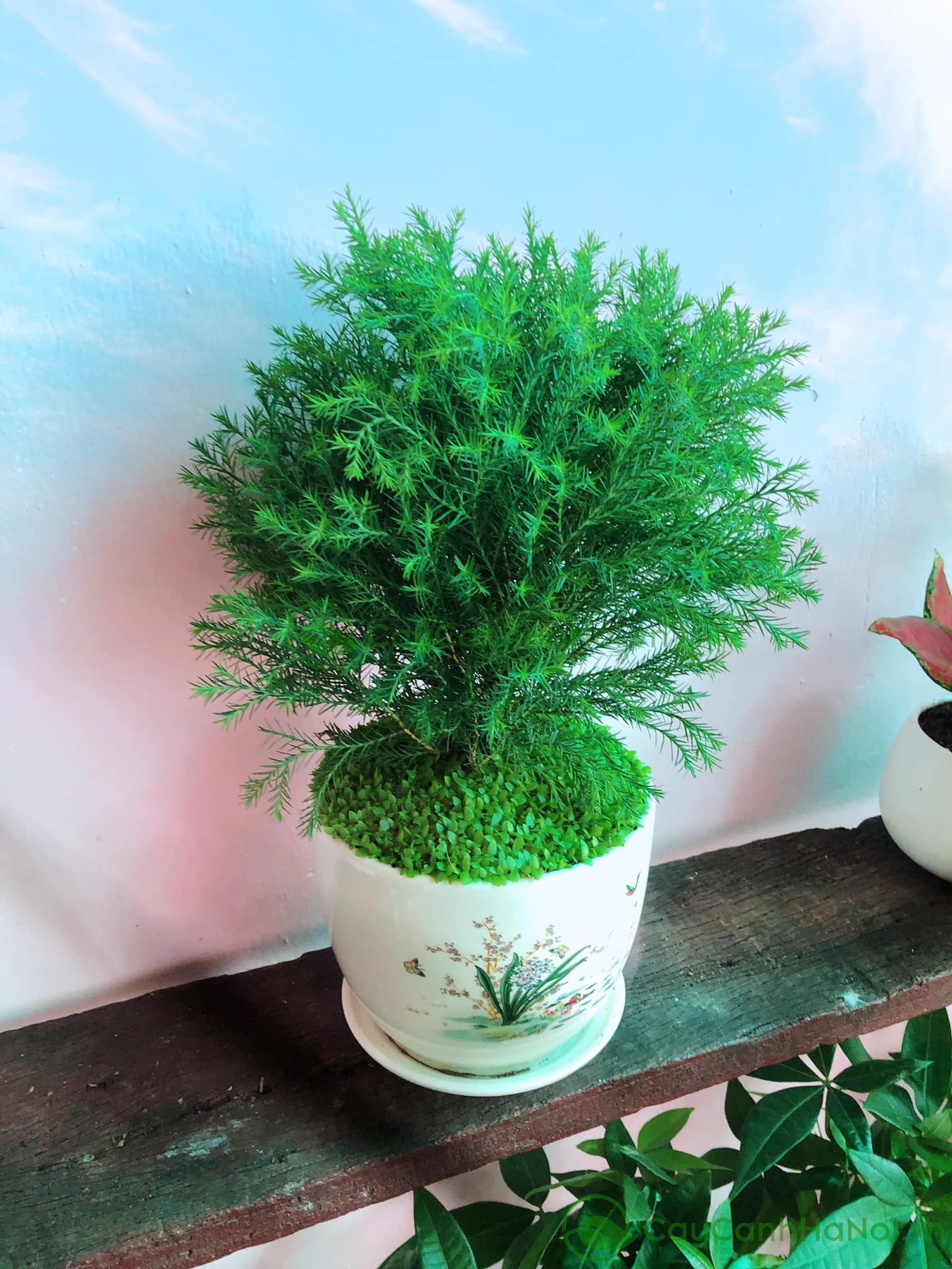 Tùng bồng lai là cây phong thủy thích nghi tốt với điều kiện khí hậu khắc nghiệt