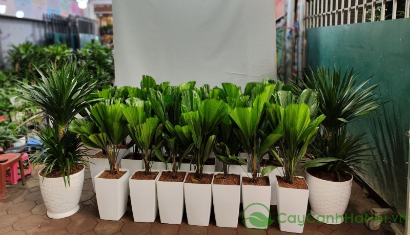 Cọ nhật thích hợp để tặng sinh nhật người lớn tuổi, cấp trên
