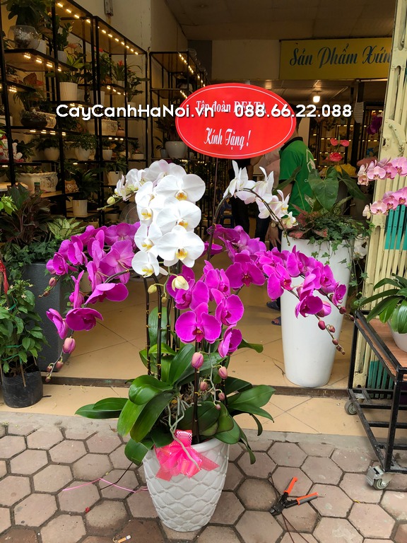 Hoa lan hồ điệp mang năng lượng tích cực, phù hợp để tôn vinh phụ nữ