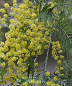 Mimosa - Acacia dealbata Link