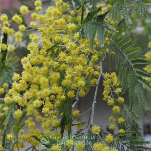 Mimosa - Acacia dealbata Link