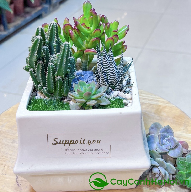 Tiểu cảnh sen đá là một tác phẩm nghệ thuật thu nhỏ
