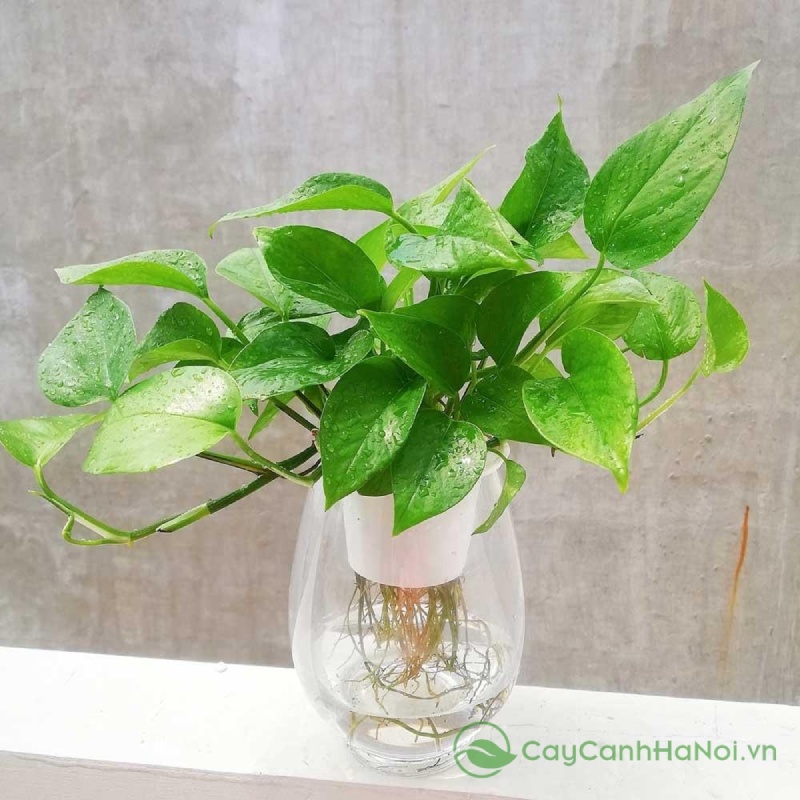 Cây trầu bà thủy sinh có sức sống mãnh liệt, dễ dàng sinh trưởng