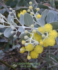Mimosa - Acacia podalyriifolia